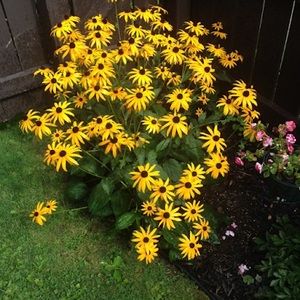 Meet your Posher, Dr. mary margaret